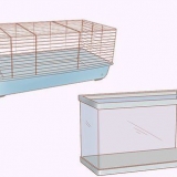 Cuidando de hamsters anões