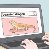 Cuidando de um dragão barbudo