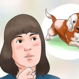 Cuidando de um filhote de beagle