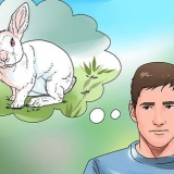 Cuidar de um coelho ao ar livre