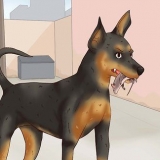 Cuidando de um pinscher miniatura