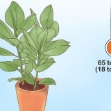 Cuidando de um ficus