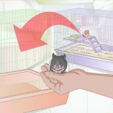 Cuidar de um hamster que está doente ou morrendo