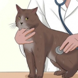 Cuidando de um gato com felv