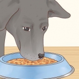 Cuidando de um labrador retriever