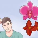 Cuidando de uma orquídea em sua casa