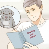 Cuidando de um filhote de pitbul