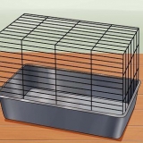 Cuidando de um hamster anão russo