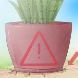 Cuidando de uma sansevieria