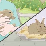 Cuidando de um coelho manso