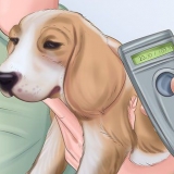Cuidar de um cão abandonado