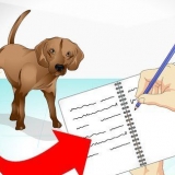 Cuidar de um cão doente