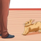 Cuidar de uma coelha grávida