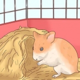 Cuidando de bebês de hamster