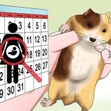 Cuidando de hamsters recém-nascidos