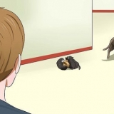 Cuidando de gatinhos recém-nascidos