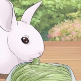 Cuidando de coelhos recém-nascidos