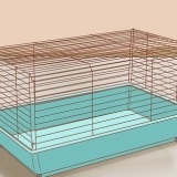 Cuidando de hamsters sírios