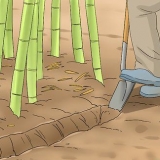 Impedindo que o bambu se espalhe pelo seu jardim