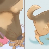 Impedindo que um cachorro faça xixi dentro de casa depois de estar ...