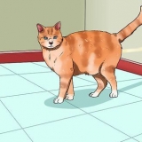 Evitando que seu gato faça xixi em casa