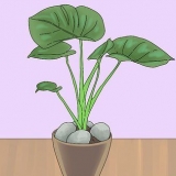 Impedindo seu gato de cavar suas plantas de casa