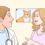 Evite que seu gato faça xixi na sua cama