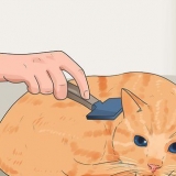 Evitando a queda de pelos dos gatos