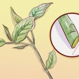 Poda de weigela