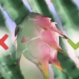 Saber se uma fruta do dragão está madura