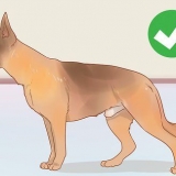 Saber se um macho é fértil