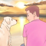 Saiba se seu cão gosta mais de você