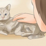 Saber se seu gato está morrendo