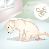 Saber se o seu cachorro tem vermes