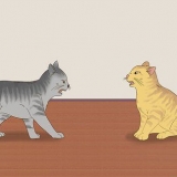 Saber se os gatos estão brincando ou brigando