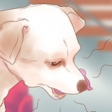 Saiba quando seu cão está doente