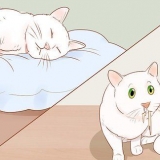 Saber quando seu gato está doente