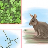 Alimentando coelhos selvagens