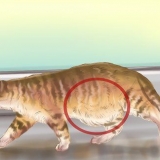 Diagnosticando vermes em um gato