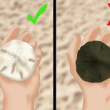Limpando e preservando dólares de areia