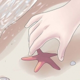 Mantenha a estrela do mar como decoração