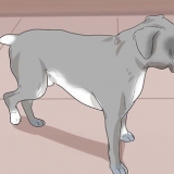 Veja se um cão está com dor