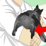 Veja se um gato foi castrado