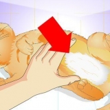 Veja se um gato foi esterilizado