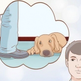 Veja se o seu cão está deprimido