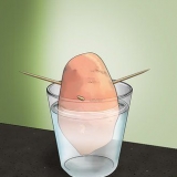 Cultivo de batata doce