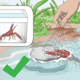 Mantendo lagostins de água doce