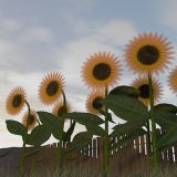 Colhendo sementes de girassol