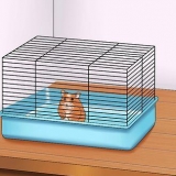 Faça seu hamster confiar em você