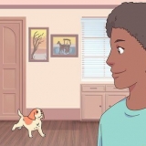 Fazendo um gato e um cachorro se tolerarem